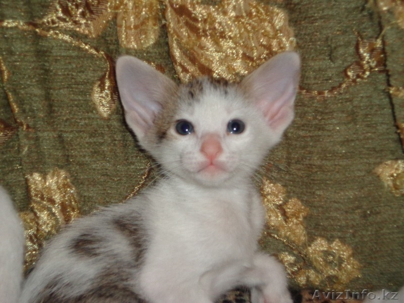 Ориентальные котята - Изображение #1, Объявление #960869