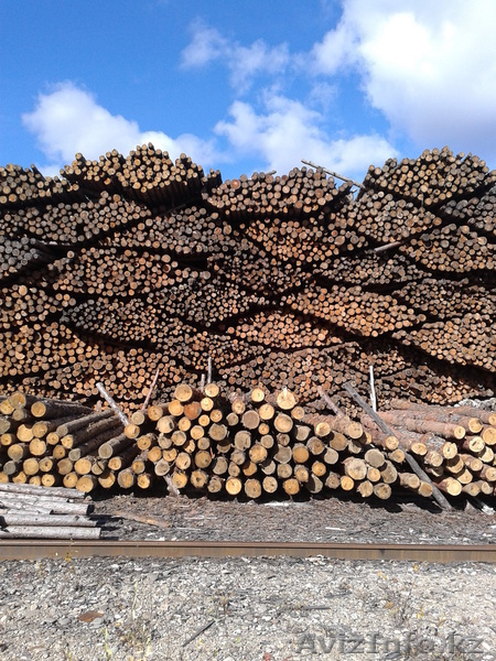 Лес-кругляк из регионов Дальнего Востока России - Изображение #1, Объявление #1004938