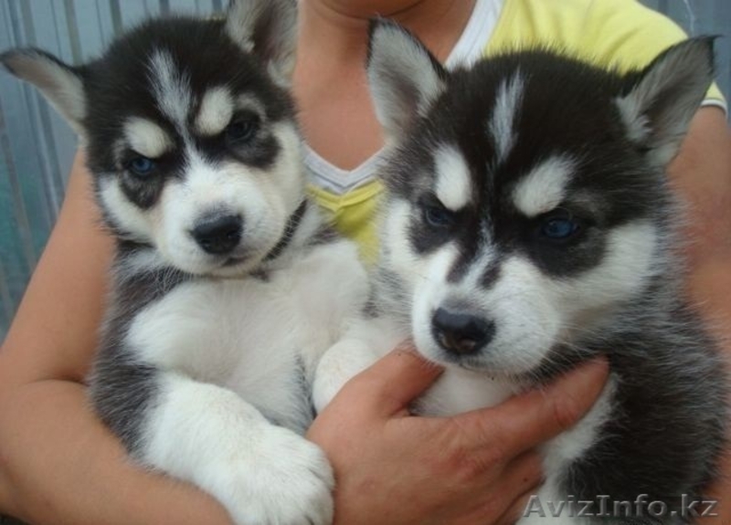 Щенки сибирской хаски. - Изображение #1, Объявление #1081169