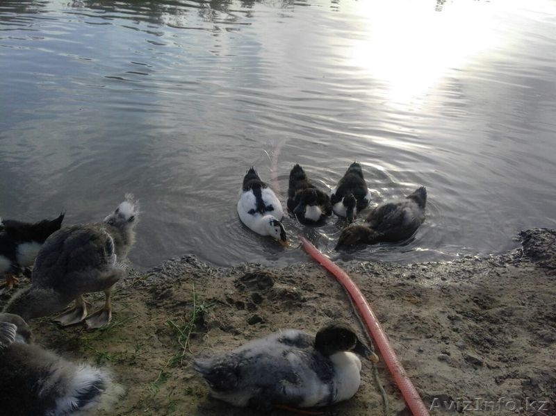 Тубек сатылады орал быгытына карай жолдан 800 метр. 26 гектар. Айналасы су - Изображение #3, Объявление #1315854