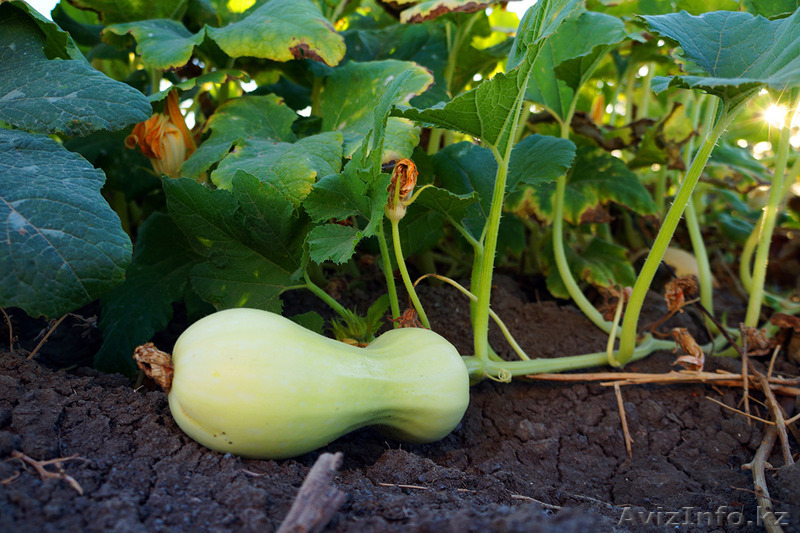 Дом в Атырау по лучшей цене - Изображение #8, Объявление #1499435