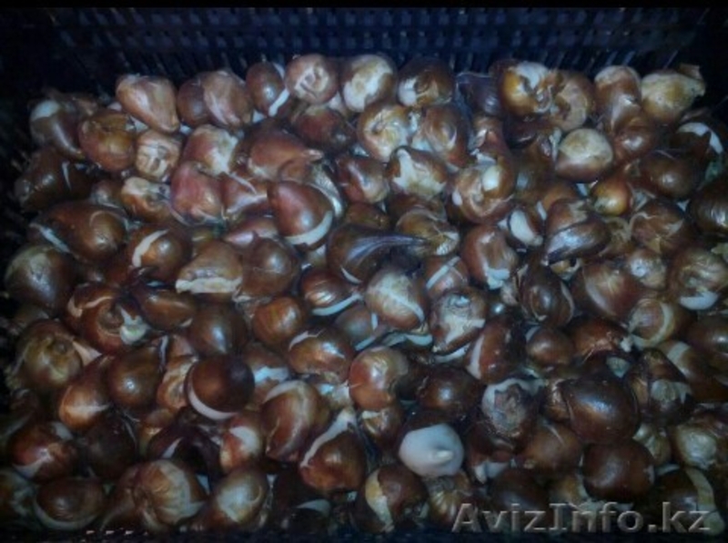 Посадка саженцев - Изображение #2, Объявление #1503564